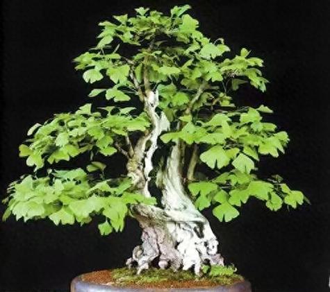 盆景品种有哪些？如何选择适合自己的盆景品种？
