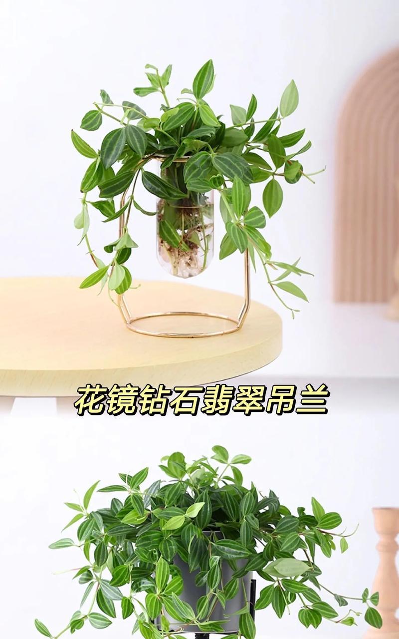 砖石翡翠的养护技巧是什么？
