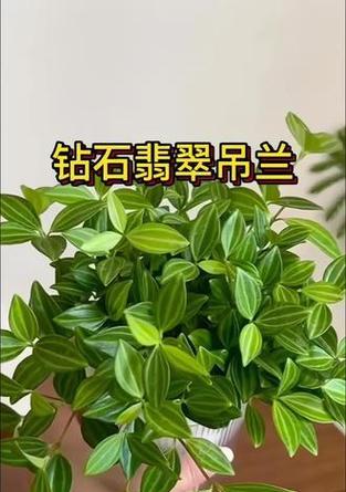 砖石翡翠的养护技巧是什么？