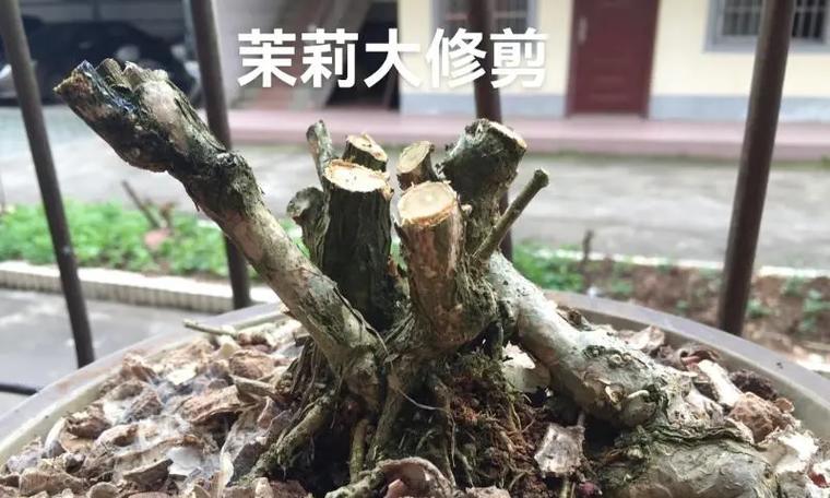 茉莉花修剪的正确方式是什么？怎样修剪才能多开花？