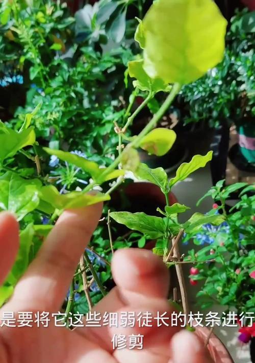 茉莉花修剪的正确方式是什么？怎样修剪才能多开花？