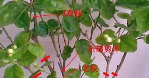 茉莉花修剪的正确方式是什么？怎样修剪才能多开花？