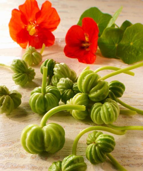 红花旱金莲的种植方法是什么？
