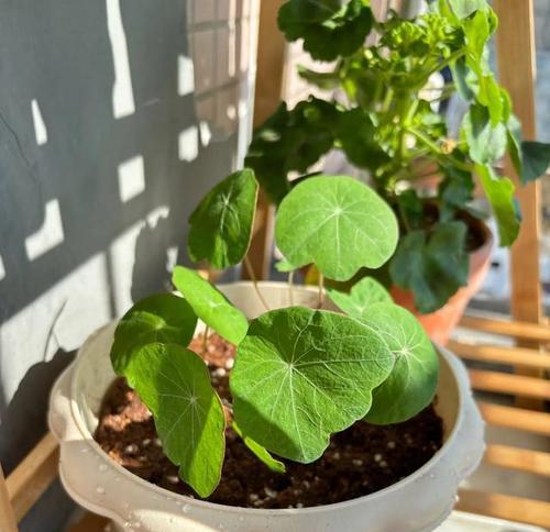 红花旱金莲的种植方法是什么？