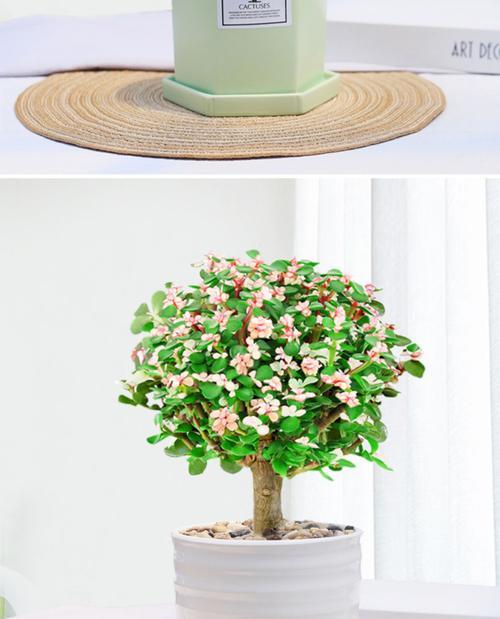 雅乐之舞的养殖技巧有哪些？怎样保持其色彩鲜艳？