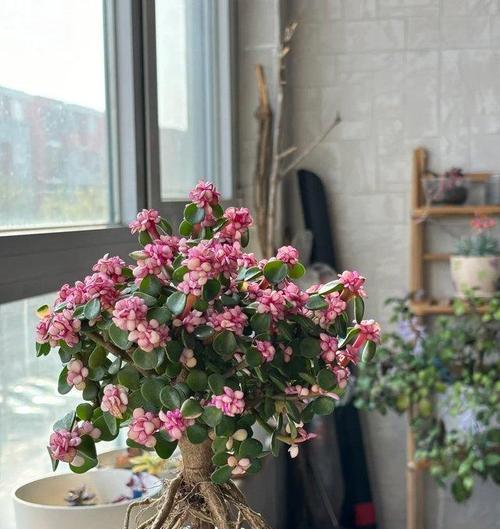 雅乐之舞的养殖技巧有哪些？怎样保持其色彩鲜艳？