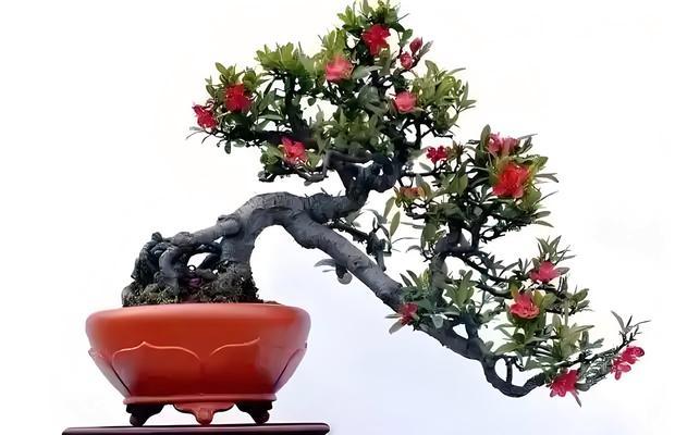 盆景制作的基本步骤和技巧？