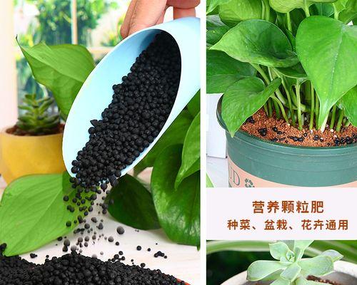 花卉常用的肥料有哪些？如何正确使用肥料？