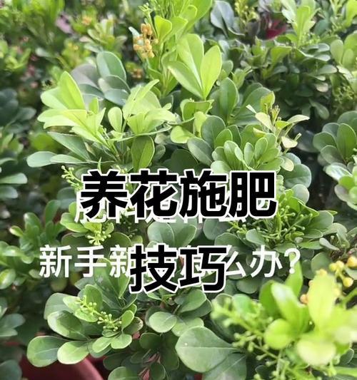 花卉常用的肥料有哪些？如何正确使用肥料？