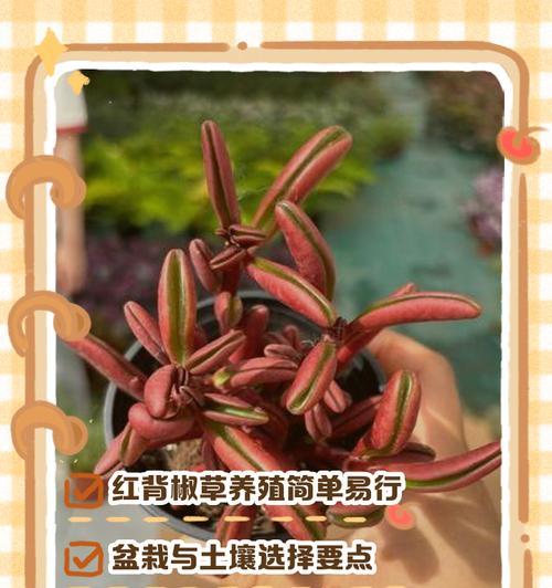 观赏椒的养殖方法是什么？