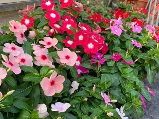 夏天有哪些花卉盛开？夏季花卉的养护要点是什么？