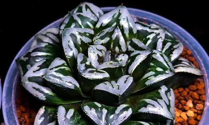 十二卷属植物有哪些？它们的养护要点是什么？