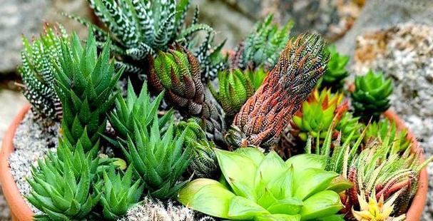 十二卷属植物有哪些？它们的养护要点是什么？