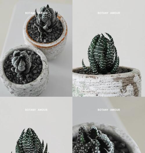 十二卷属植物有哪些？它们的养护要点是什么？