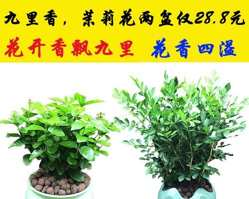 九里香有哪些新品种？九里香品种的特点是什么？