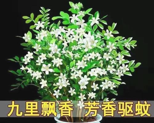 九里香有哪些新品种？九里香品种的特点是什么？