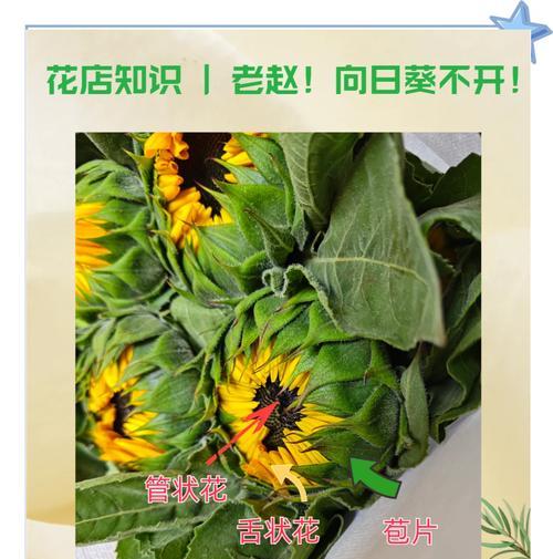 向阳花的养殖环境和管理要点是什么？