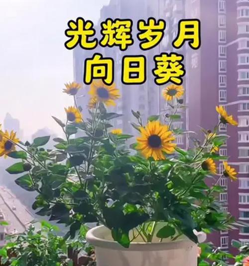 向阳花的养殖环境和管理要点是什么？