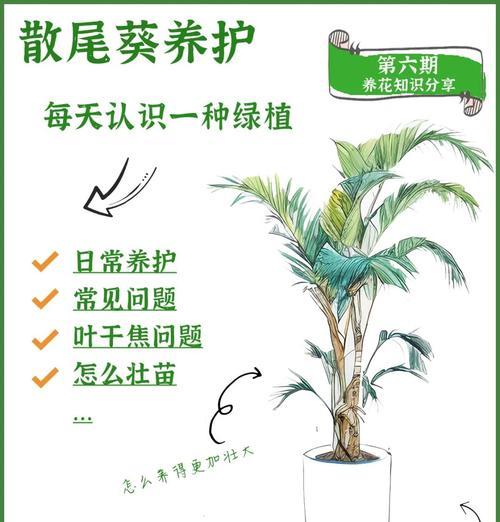 向阳花的养殖环境和管理要点是什么？
