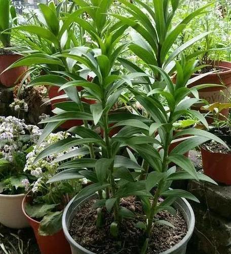 百合花开花后如何养护球茎？