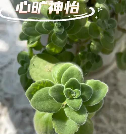 一抹香的养殖技巧和常见问题？