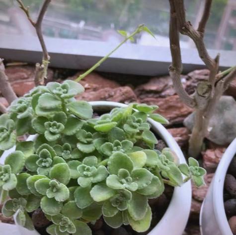 一抹香的养殖技巧和常见问题？