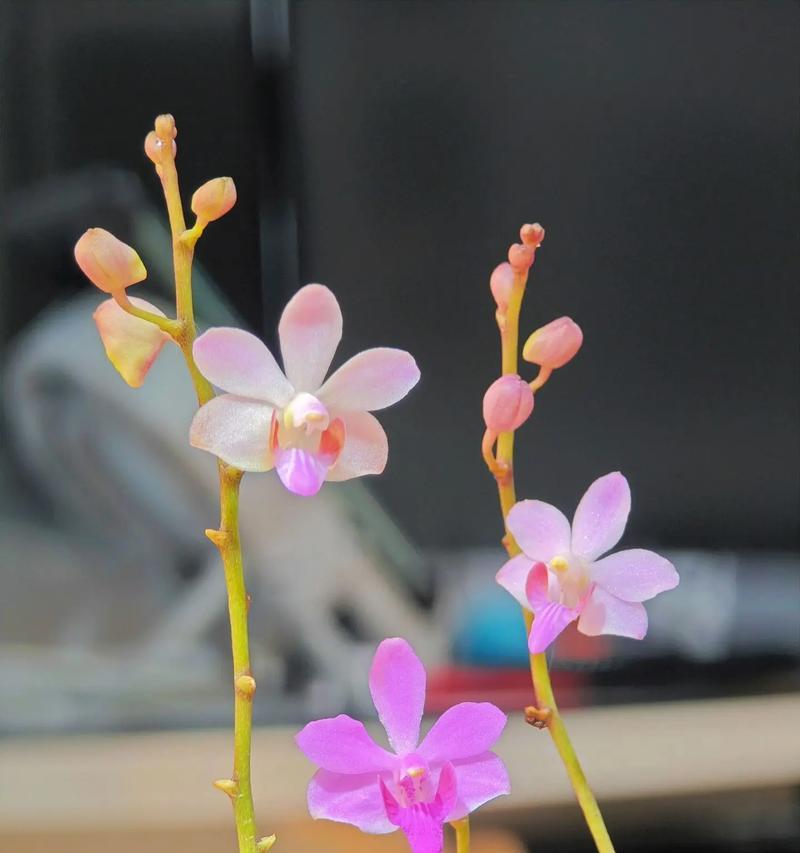 花的颜色有哪些变化？这些颜色变化对植物有何影响？
