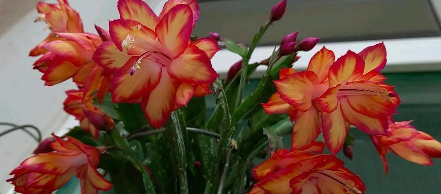 花的颜色有哪些变化？这些颜色变化对植物有何影响？