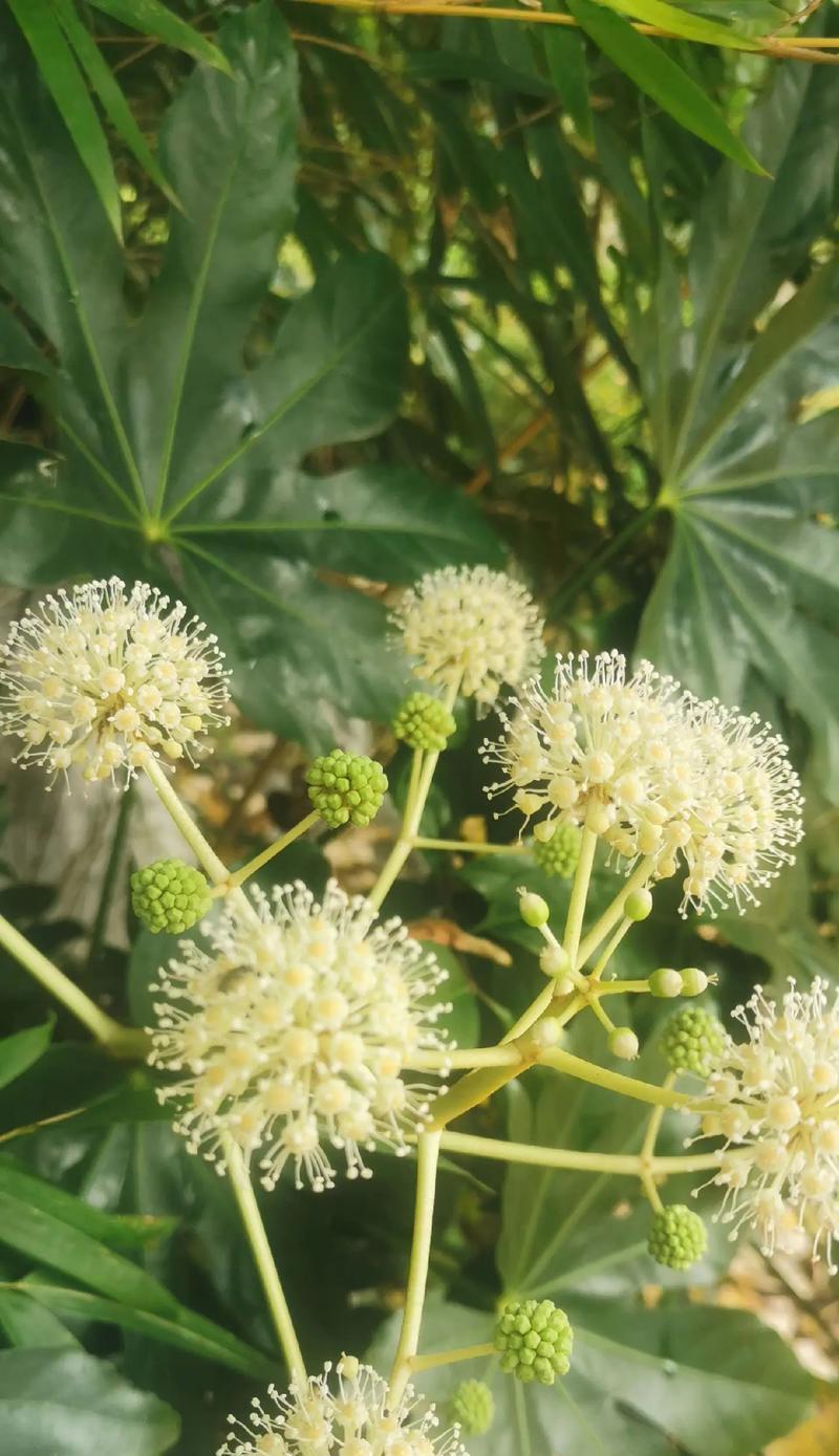 花的颜色有哪些变化？这些颜色变化对植物有何影响？