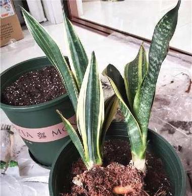 虎尾兰花的养殖方法有哪些？