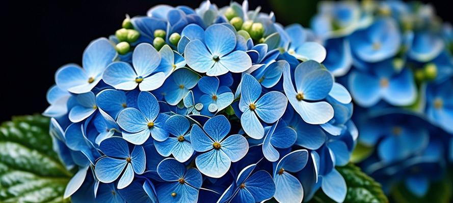 绣球花的开花条件是什么？如何调整土壤酸碱度促进绣球开花？