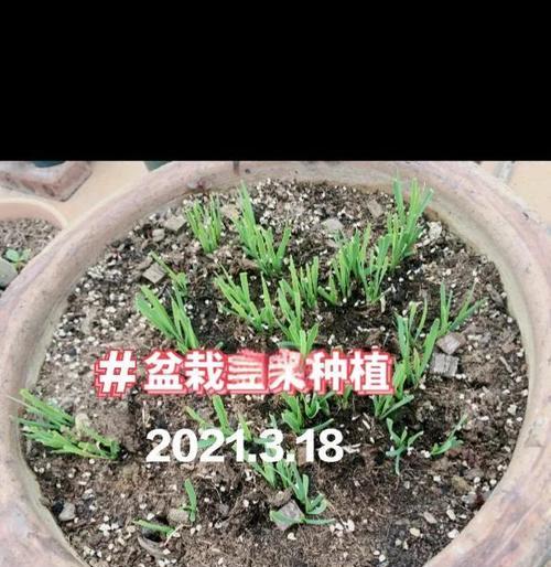 韭菜的盆栽种植技巧和步骤是什么？