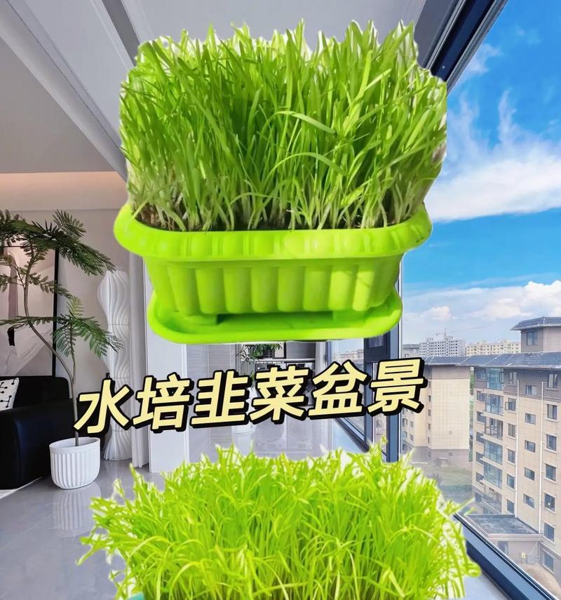 韭菜的盆栽种植技巧和步骤是什么？