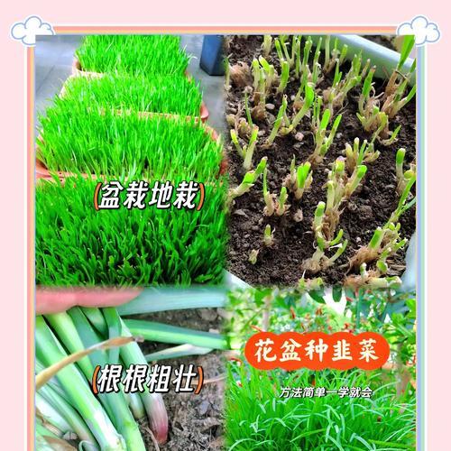韭菜的盆栽种植技巧和步骤是什么？