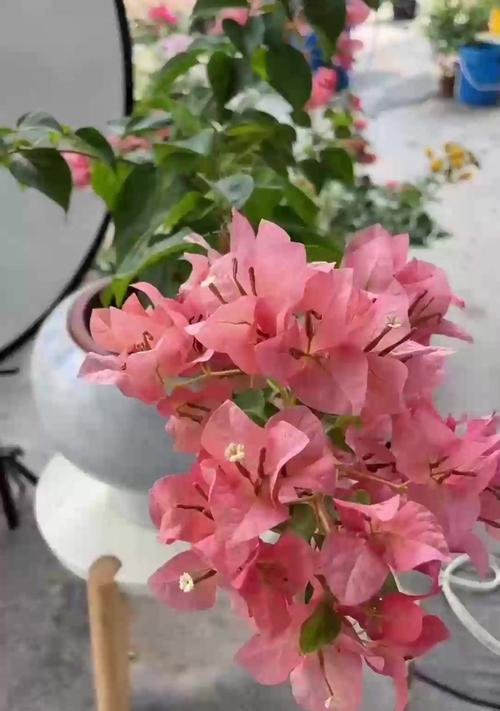 冬天适合种什么植物？有哪些推荐？