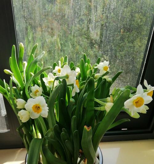 冬天适合种什么植物？有哪些推荐？