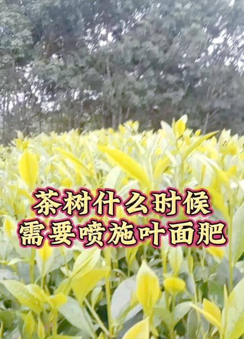 植物施肥的最佳时机是什么时候？
