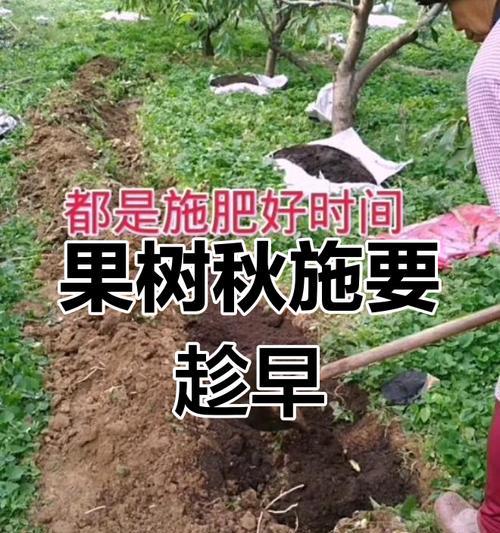 植物施肥的最佳时机是什么时候？