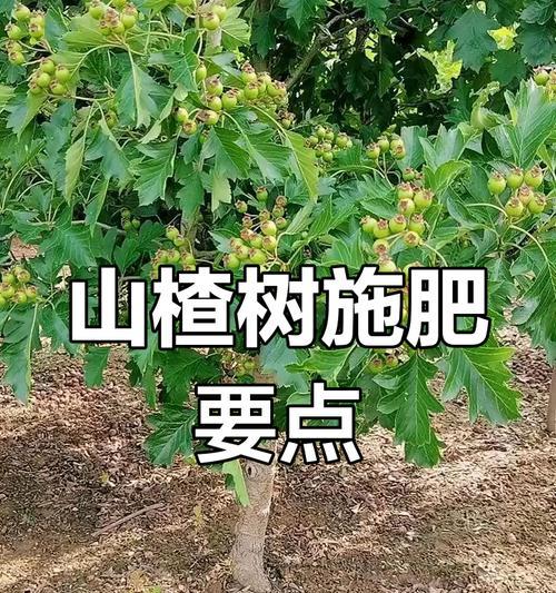 植物施肥的最佳时机是什么时候？