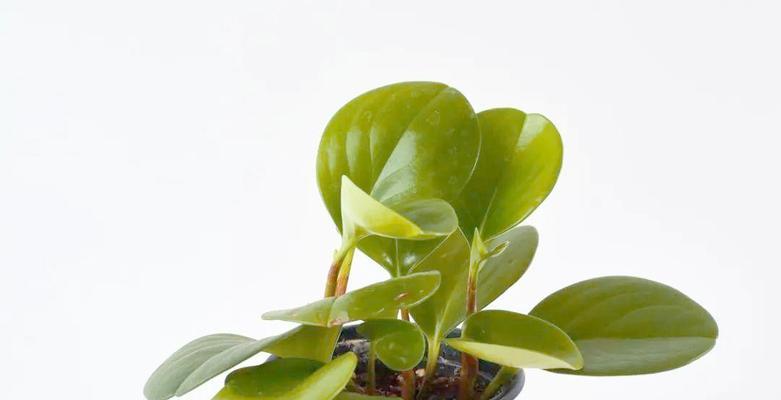 绿色植物的日常养护有哪些要点？