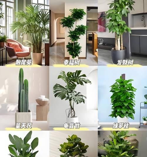 绿色植物的日常养护有哪些要点？
