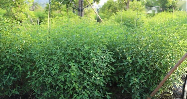 灌木科植物有哪些特点？适合家庭种植吗？