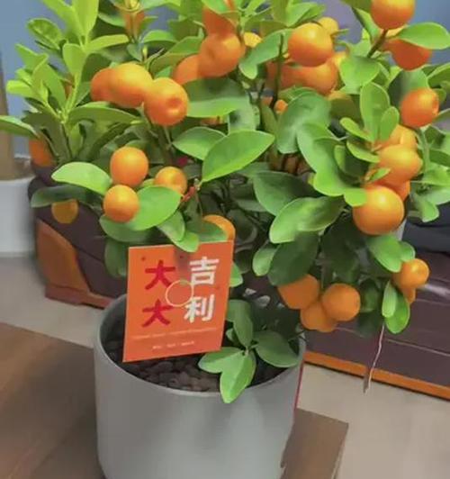 盆栽金桔的种植技巧有哪些？怎样确保金桔盆栽结果？