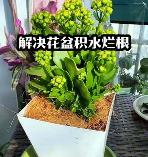 植物烂根的处理方法是什么？如何预防烂根现象？