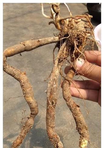 植物烂根的处理方法是什么？如何预防烂根现象？