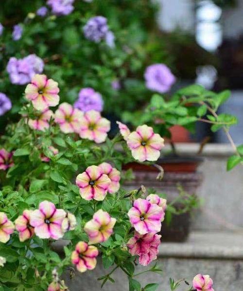 喇叭花开花的季节和特点是什么？