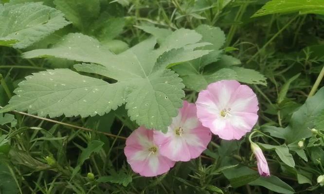 喇叭花开花的季节和特点是什么？
