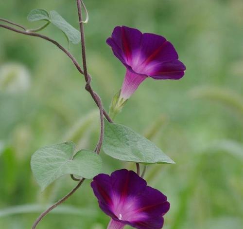 喇叭花开花的季节和特点是什么？