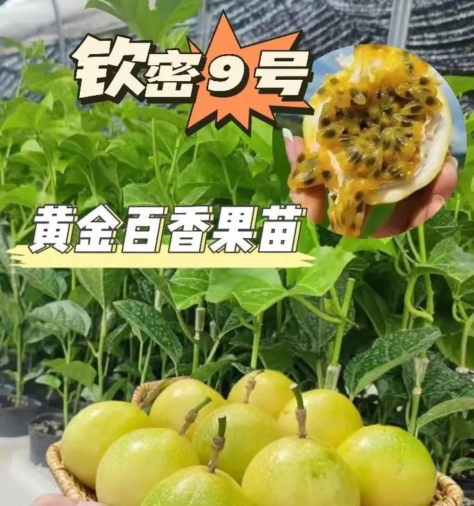 百香果种子种植的正确步骤是什么？