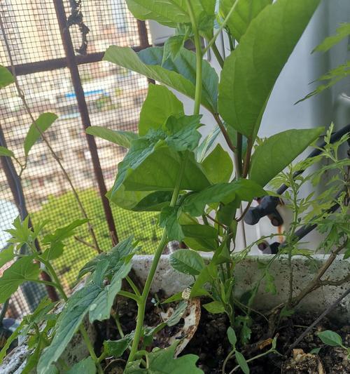 百香果种子种植的正确步骤是什么？
